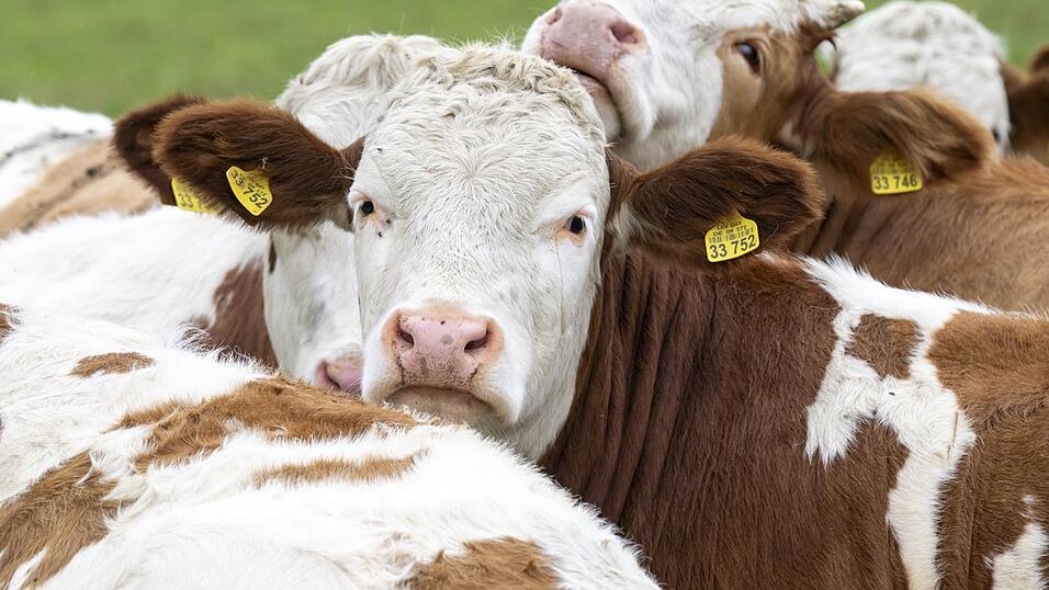 Die Milch verarbeitenden Betriebe in Bayern erzielen einen Umsatz von 15,2 Milliarden Euro im Jahr. Die Milch verarbeitenden Betriebe in Bayern erzielen einen Umsatz von 15,2 Milliarden Euro im Jahr.