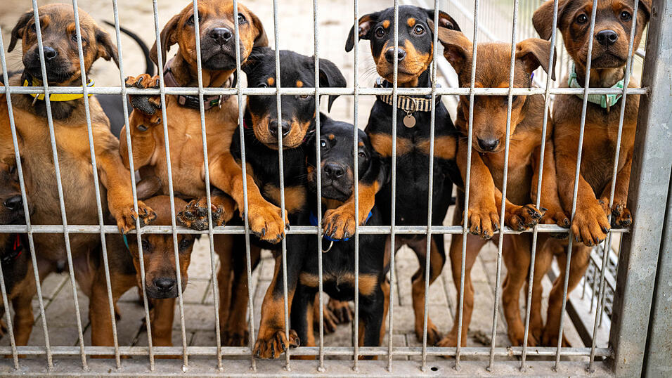 Viele Tierheime sind komplett ausgelastet und &uuml;berf&uuml;llt.