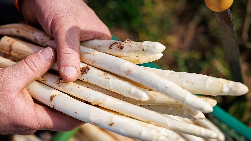 Die ersten bayerischen Spargelh&ouml;fe haben mit der Ernte begonnen.