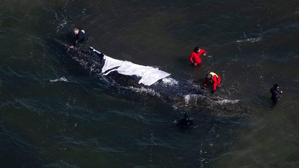 Seit rund drei Wochen steckt der Buckelwal in einer Bucht vor der Ostsee-Insel Poel fest.
