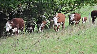 Sieben Mutterkühe und ihre Kälber werden gemeinsam mit Kolbingers anderen Tieren den Winter in einem großzügigen Laufstall auf dem Hof in Saulburg verbringen, um im nächsten Jahr wieder für die Offenhaltung der Trittsteinfläche Pichlberg zu sorgen.