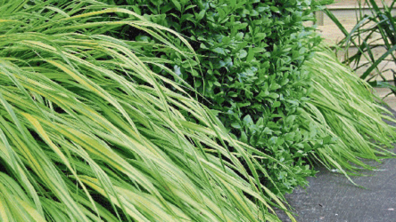 Die Sorte „Aureola“ überzeugt durch ihren extravaganten Streifenlook.