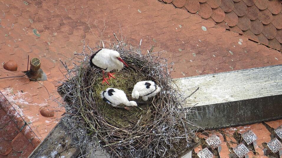 Junge St&ouml;rche haben es sich auf dem Dach von Martin Erdls gleichnamigem Sportgesch&auml;ft in Straubing bequem gemacht.