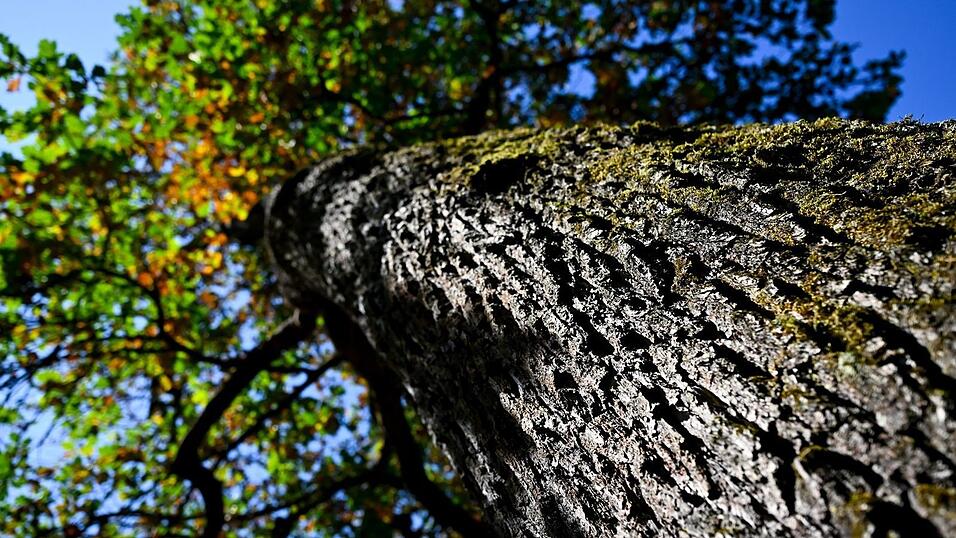 Eine Eiche mit teilweise verfärbten Blättern steht in der Sonne. Als Reaktion auf den außergewöhnlich trockenen und heißen Sommer werfen viele Bäume schon frühzeitig Laub ab. Eine Eiche mit teilweise verfärbten Blättern steht in der Sonne. Als Reaktion auf den außergewöhnlich trockenen und heißen Sommer werfen viele Bäume schon frühzeitig Laub ab.