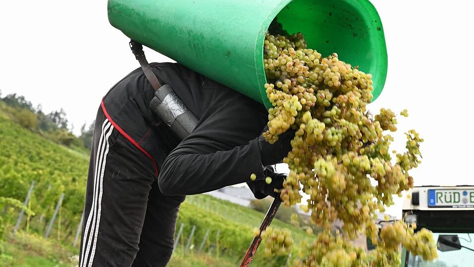 Von Baden bis zum Rheingau ist die Weinlese schon beendet.