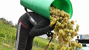 Von Baden bis zum Rheingau ist die Weinlese schon beendet.