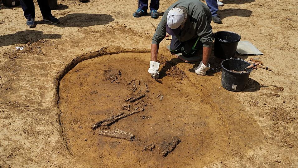 Sorgfältig legten die Grabungstechniker die Knochen frei. Sorgfältig legten die Grabungstechniker die Knochen frei.
