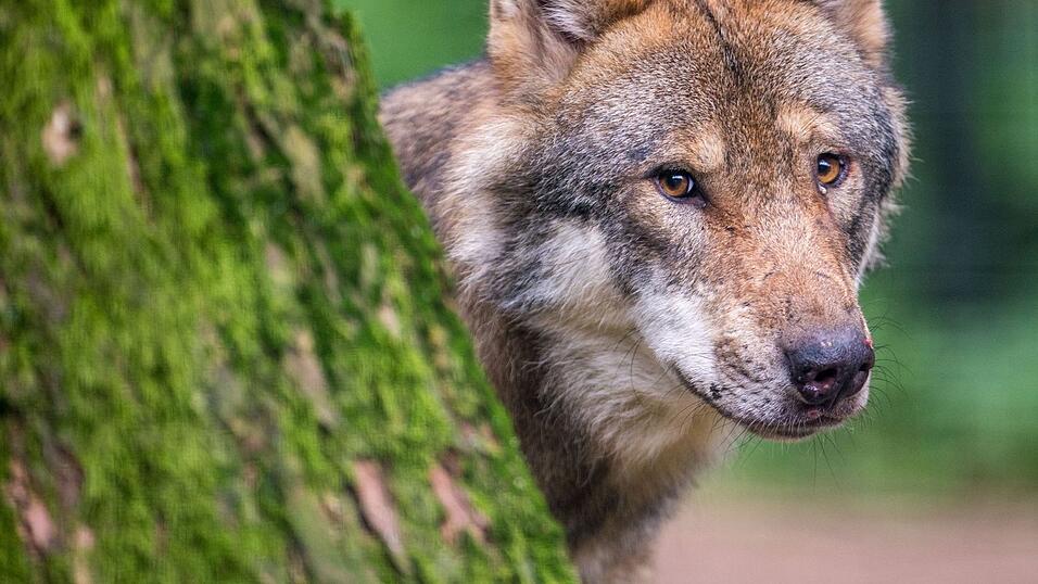 Ein Wolf schaut hinter einem Baum hervor. Ein Wolf schaut hinter einem Baum hervor.