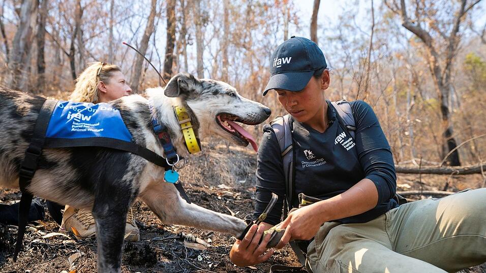 Auch Hunde brauchen bei der Arbeit Schutzkleidung: Bear arbeitete oft mit Hundestiefeln, um seine Pfoten zu sch&uuml;tzen. (Archivbild)