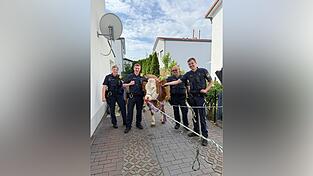 Auf einmal ganz zahm: Letztendlich konnte mithilfe der Polizei die Kuh eingefangen werden. Auf einmal ganz zahm: Letztendlich konnte mithilfe der Polizei die Kuh eingefangen werden.