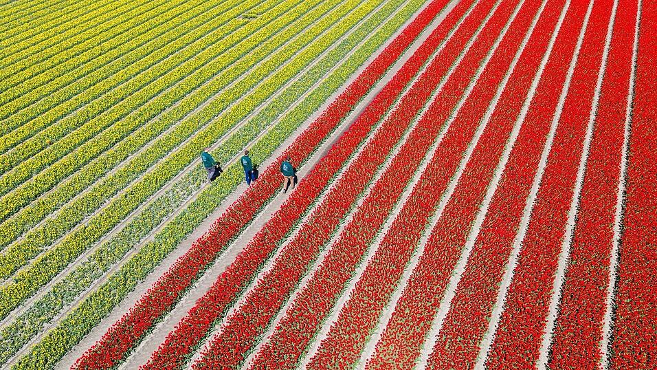 Am Wochenende findet hier zum vierten Mal der &laquo;Tag des offenen Tulpenfeldes&raquo; statt. Das Betreten der Felder ist normalerweise verboten.