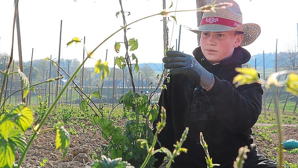 Volle Konzentration im Hopfengarten: Tobi hilft mit seinem Papa beim 'Ausputzen'. Fotos: Volle Konzentration im Hopfengarten: Tobi hilft mit seinem Papa beim 'Ausputzen'. Fotos: