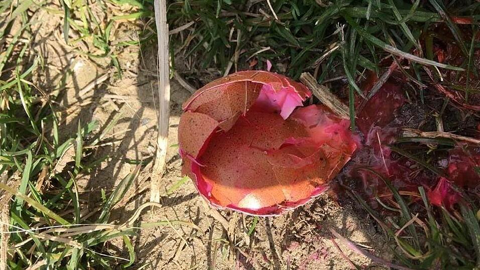 Das mit Carbofuran präparierte Ei. Das mit Carbofuran präparierte Ei.