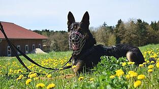 Sorgenkind Oliver braucht einen geduldigen Halter mit viel Erfahrung. Sorgenkind Oliver braucht einen geduldigen Halter mit viel Erfahrung.