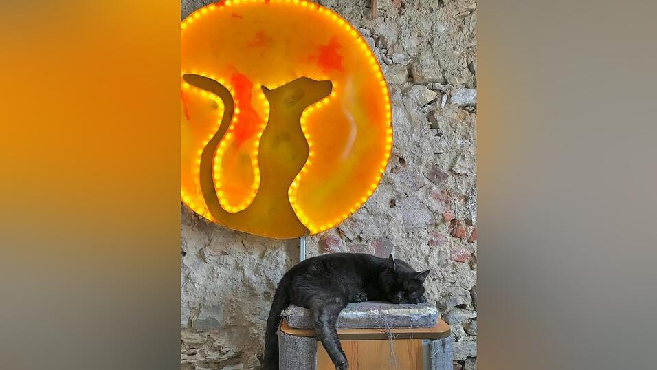 Auch an den sechs tierischen Bewohner des Regensburger Katzentempels geht Corona nicht spurlos vorbei. Die angeordnete Schließung der Gastronomie hat das Leben der Samtpfoten auf den Kopf gestellt. Wo sind bloß all die Spielkameraden hin? Auch an den sechs tierischen Bewohner des Regensburger Katzentempels geht Corona nicht spurlos vorbei. Die angeordnete Schließung der Gastronomie hat das Leben der Samtpfoten auf den Kopf gestellt. Wo sind bloß all die Spielkameraden hin?