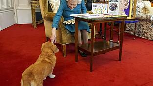 K&ouml;nigin Elizabeth II. streichelt einen ihrer Hunde, einem Corgi namens Candy, in Schloss Windsor.