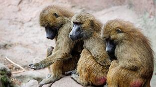 Der Tiergarten hatte aus Platzmangel im Juli zwölf gesunde Paviane getötet. Aus Sicht von Tierschutz- und Tierrechtsorganisationen verstößt das gegen das Tierschutzgesetz. (Archivbild) Der Tiergarten hatte aus Platzmangel im Juli zwölf gesunde Paviane getötet. Aus Sicht von Tierschutz- und Tierrechtsorganisationen verstößt das gegen das Tierschutzgesetz. (Archivbild)