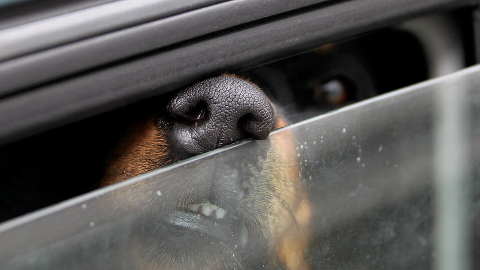 Die Luft im Auto heizt schnell auf. Für Hunde kann das gefährlich werden. (Symbolfoto) Die Luft im Auto heizt schnell auf. Für Hunde kann das gefährlich werden. (Symbolfoto)