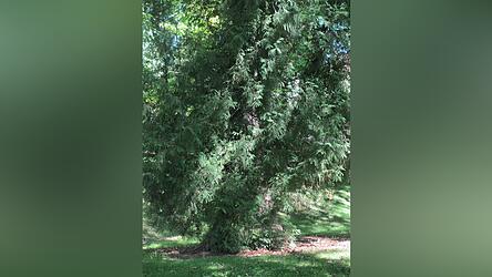 Der Lebensbaum in der Gabelsberger-Anlage.