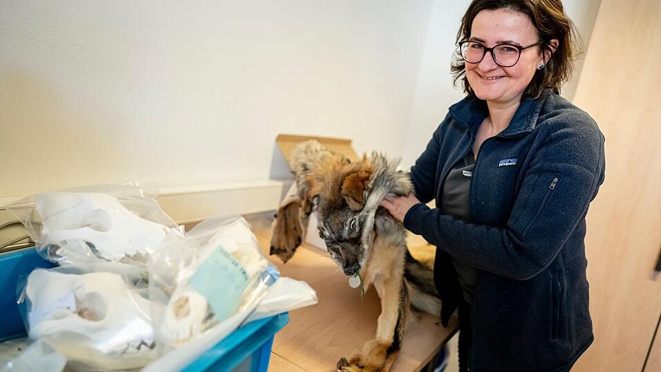Im Naturkundemuseum werden die Teile einer gro&szlig;en Wolfs-Sammlung in Kisten und Kartons verstaut.