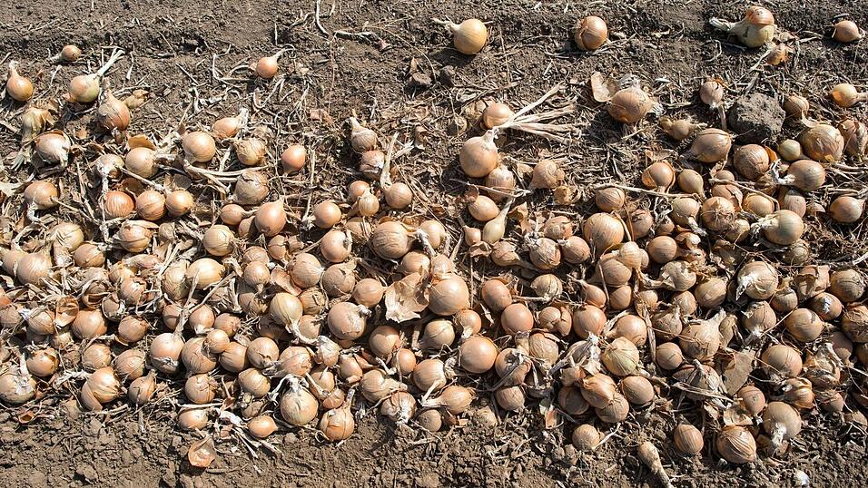Deutschlands Gemüsebauern haben im vergangenen Jahr so viele Zwiebeln geerntet wie nie seit 1990. (Archivbild) Deutschlands Gemüsebauern haben im vergangenen Jahr so viele Zwiebeln geerntet wie nie seit 1990. (Archivbild)