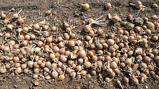 Deutschlands Gem&uuml;sebauern haben im vergangenen Jahr so viele Zwiebeln geerntet wie nie seit 1990. (Archivbild)