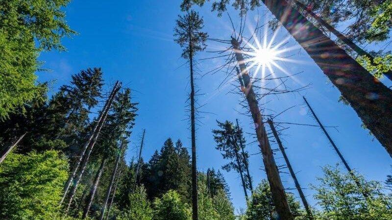 In einem Waldstück soll die Frau unvermittelt auf den Mann losgegangen sein. (Symbolbild) In einem Waldstück soll die Frau unvermittelt auf den Mann losgegangen sein. (Symbolbild)