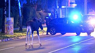Der Elch hält Polizei und Medien auf Trab.