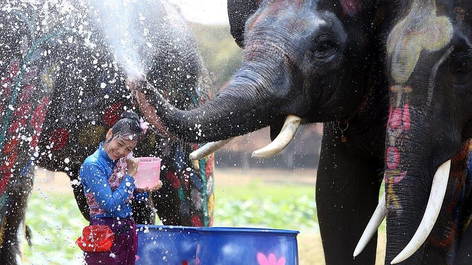 In der ehemaligen Hauptstadt Ayutthaya spritzen auch Elefanten munter mit.