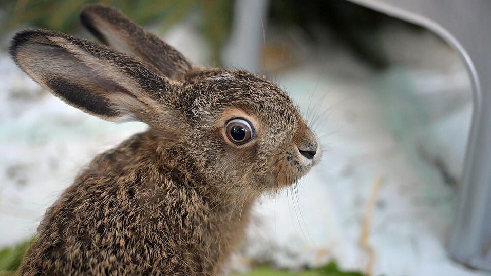 Der kleine Feldhase wird in einer M&uuml;nchner Wildtierstation aufgep&auml;ppelt.