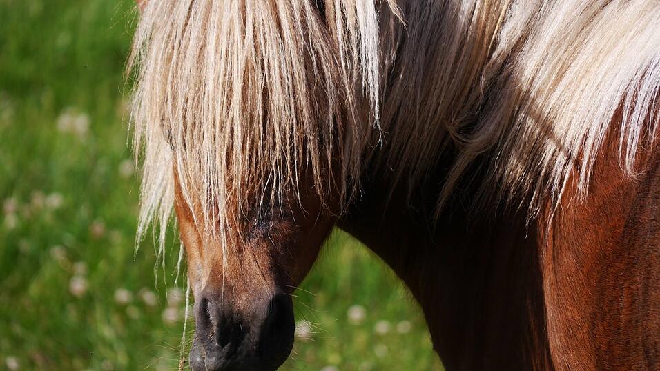 Im Erlebnispark Volgsam gibt es viele Tiere zu sehen und zu streicheln. Im Erlebnispark Volgsam gibt es viele Tiere zu sehen und zu streicheln.