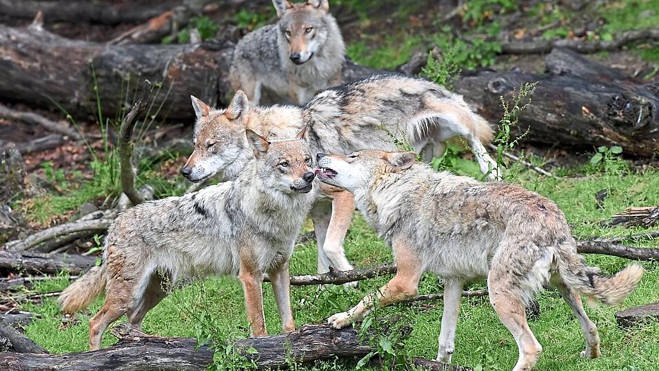 Der Dokumentations- und Beratungsstelle des Bundes für den Wolf zufolge lebten 2021/22 in Deutschland insgesamt 158 Rudel. Der Dokumentations- und Beratungsstelle des Bundes für den Wolf zufolge lebten 2021/22 in Deutschland insgesamt 158 Rudel.
