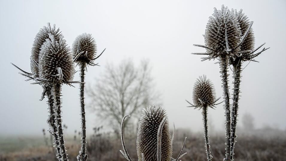 An manchen Orten k&ouml;nnten auch Frostsch&auml;den an Pflanzen drohen. (Symbolbild)