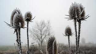 An manchen Orten könnten auch Frostschäden an Pflanzen drohen. (Symbolbild) An manchen Orten könnten auch Frostschäden an Pflanzen drohen. (Symbolbild)