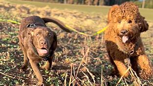 Hunde sind treue, aber teure Freunde.
