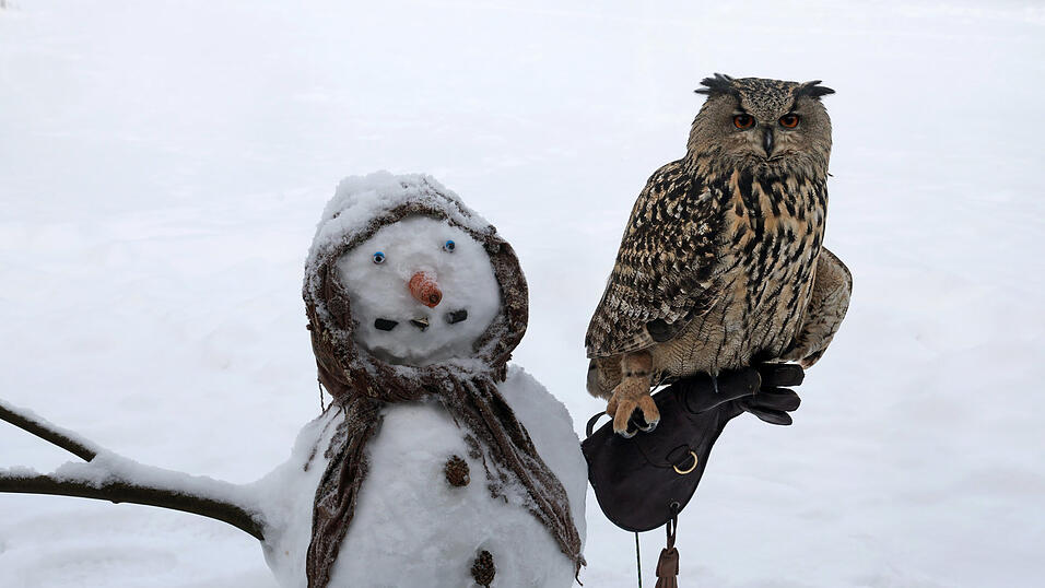 Im Vogelpark Marlow hat sich der Uhu &laquo;Symphonie&raquo; auf einem Schneemann niedergelassen, den die Tierpfleger f&uuml;r die V&ouml;gel gemacht haben.