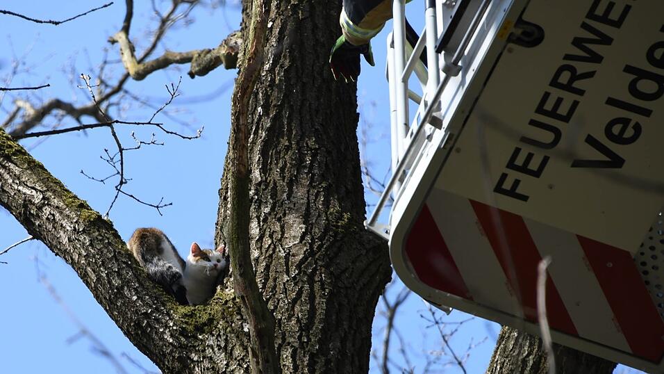Um die Katze aus ihrer schwierigen Lage zu befreien, begaben sich zwei Feuerwehrleute im Korb an der Drehleiter in luftige Höhen. Um die Katze aus ihrer schwierigen Lage zu befreien, begaben sich zwei Feuerwehrleute im Korb an der Drehleiter in luftige Höhen.