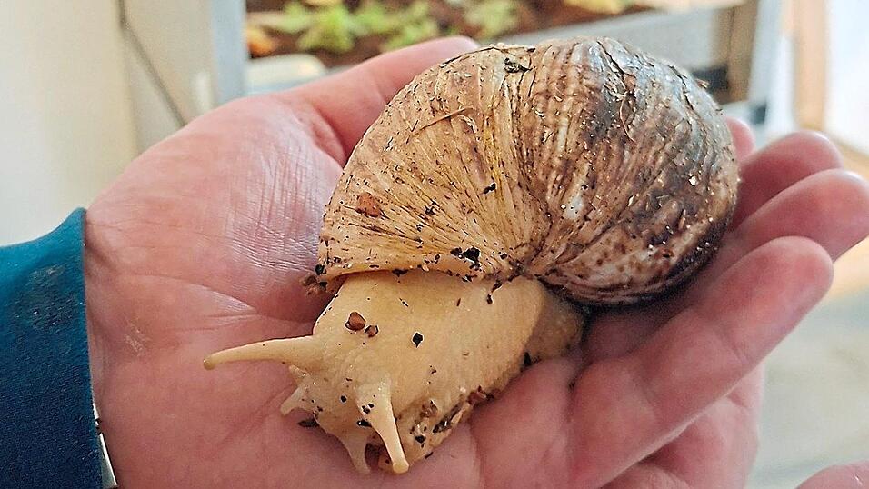 Achatschnecken gehören zu den größten Landschnecken der Welt. Dieser Patient der Station C2 der Forensischen Klinik in Lerchenhaid hat keine Berührungsängste und sagt, es sei „angenehm“, das Tier auf der Hand zu spüren. Achatschnecken gehören zu den größten Landschnecken der Welt. Dieser Patient der Station C2 der Forensischen Klinik in Lerchenhaid hat keine Berührungsängste und sagt, es sei „angenehm“, das Tier auf der Hand zu spüren.