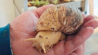 Achatschnecken gehören zu den größten Landschnecken der Welt. Dieser Patient der Station C2 der Forensischen Klinik in Lerchenhaid hat keine Berührungsängste und sagt, es sei „angenehm“, das Tier auf der Hand zu spüren.