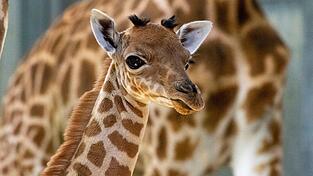 Eine Kordofan-Giraffe ist im Pariser Zoo geboren.