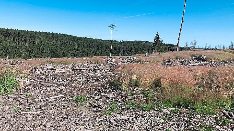 So großflächig wütete der Borkenkäfer im Frankenwald.