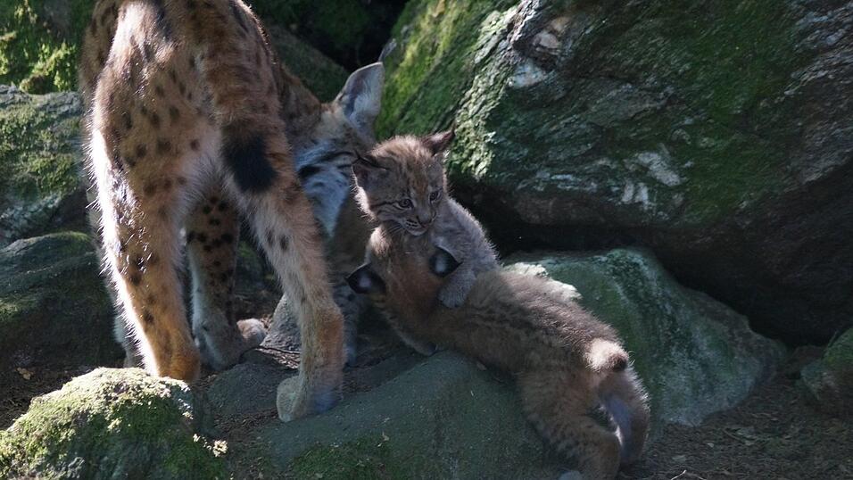 Zwei kleine Raufbolde: Sie lernen fürs Leben beim Zweikampf. Zwei kleine Raufbolde: Sie lernen fürs Leben beim Zweikampf.
