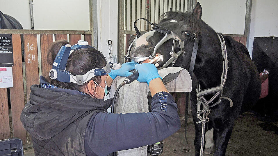 Pferdezahnärztin Susanne Neukirch bei der Zahnbehandlung eines Ponys. Pferdezahnärztin Susanne Neukirch bei der Zahnbehandlung eines Ponys.