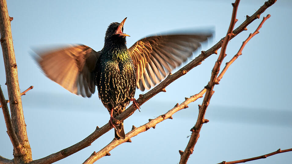 Star im Garten in Altdorf