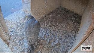 Am Freitagnachmittag war ein Wanderfalke schon beim Inspizieren im Martinsturm unterwegs