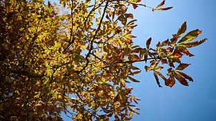 Der Deutsche Wetterdienst sagt f&uuml;r Montag und Mittwoch freundlicheres Herbstwetter vorher.
