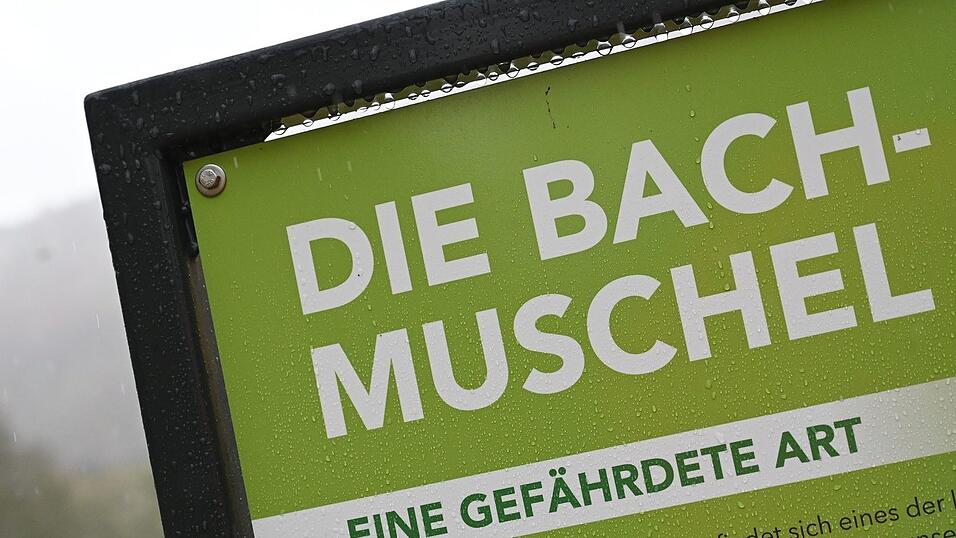 Bedrohte Bachmuscheln wurden bei Baggerarbeiten in Nordschwaben getötet. (Archivbild) Bedrohte Bachmuscheln wurden bei Baggerarbeiten in Nordschwaben getötet. (Archivbild)