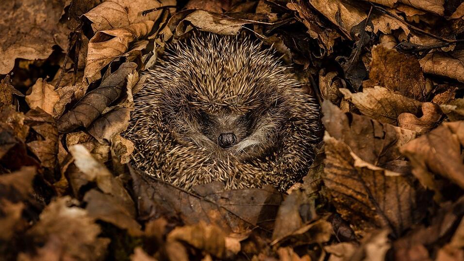Bitte schlafen lassen! Igel benötigen gute Verstecke und Laub für ihren Winterschlaf. Bitte schlafen lassen! Igel benötigen gute Verstecke und Laub für ihren Winterschlaf.