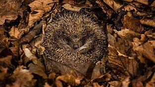 Bitte schlafen lassen! Igel ben&ouml;tigen gute Verstecke und Laub f&uuml;r ihren Winterschlaf.