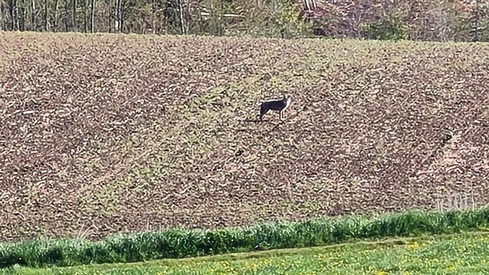 Überraschende Sichtung: ein mutmaßlicher Wolf bei Vilshofen. Überraschende Sichtung: ein mutmaßlicher Wolf bei Vilshofen.